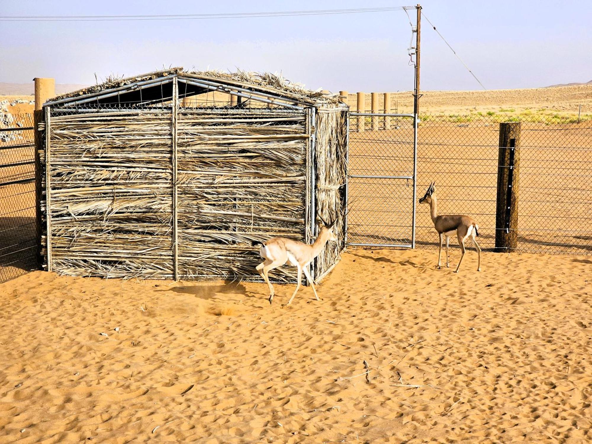 Al Salam Desert Camp Bidiya Hotel Exterior photo